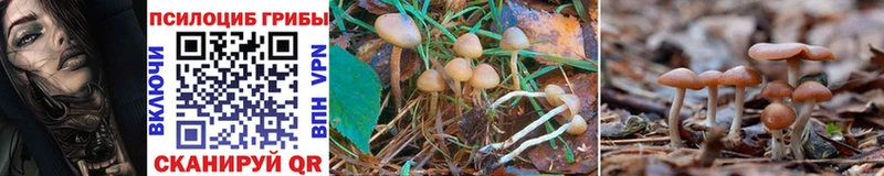 наркошоп  Армавир  Галлюциногенные грибы Psilocybine cubensis 